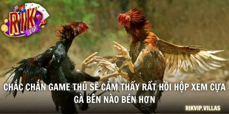 Đá Gà Cựa Dao - Thể Loại Chọi Kê Lôi Cuốn Bậc Nhất 2025 Chắc chắn game thủ sẽ cảm thấy rất hồi hộp xem cựa gà bên nào bén hơn