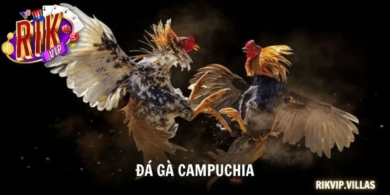Mẹo Đá Gà Campuchia Hiệu Quả 2025 Mà Mọi Cược Thủ Nên Biết đá gà Campuchia
