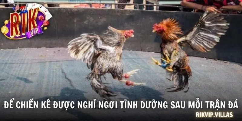 Kỹ Thuật Đá Gà Thomo Chuẩn 2025 Mọi Sư Kê Cần Nắm Được Để chiến kê được nghỉ ngơi tĩnh dưỡng sau mỗi trận đá