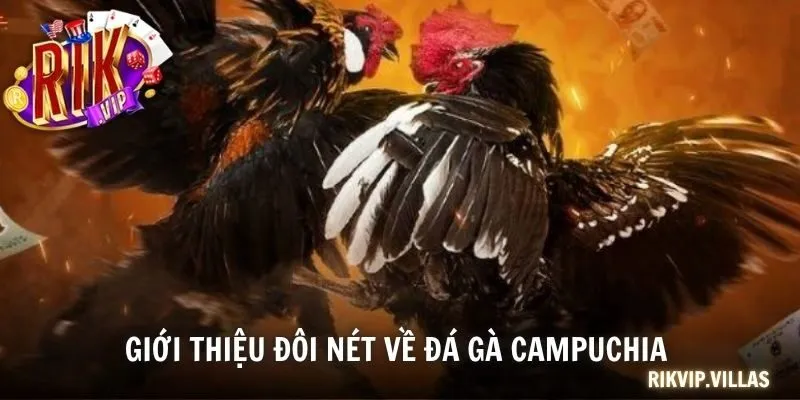 Giới thiệu đôi nét về đá gà Campuchia 