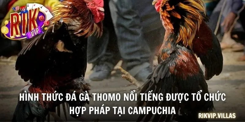 Hình thức đá gà Thomo nổi tiếng được tổ chức hợp pháp tại Campuchia