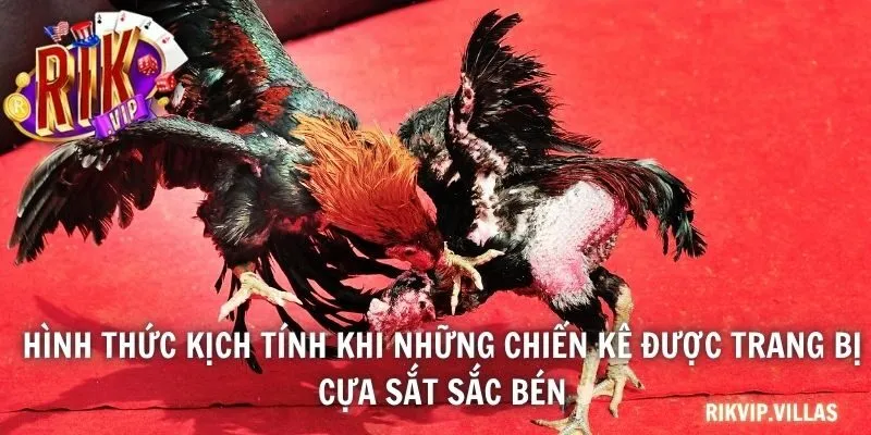 Hình thức kịch tính khi những chiến kê được trang bị cựa sắt sắc bén
