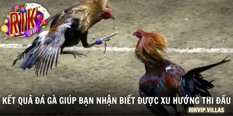 Kết quả đá gà giúp bạn nhận biết được xu hướng thi đấu