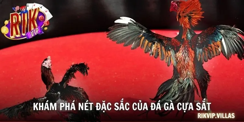 Khám phá nét đặc sắc của đá gà cựa sắt