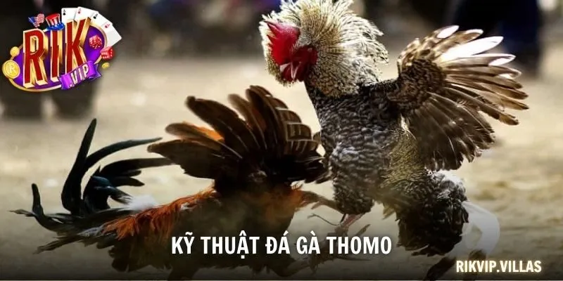 Kỹ Thuật Đá Gà Thomo Chuẩn 2025 Mọi Sư Kê Cần Nắm Được Kỹ thuật đá gà Thomo
