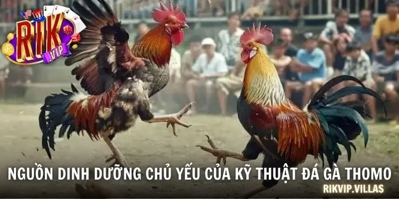 Kỹ Thuật Đá Gà Thomo Chuẩn 2025 Mọi Sư Kê Cần Nắm Được Nguồn dinh dưỡng chủ yếu của kỹ thuật đá gà Thomo