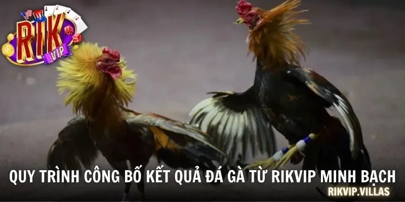 Quy trình công bố kết quả đá gà từ RIKVIP minh bạch