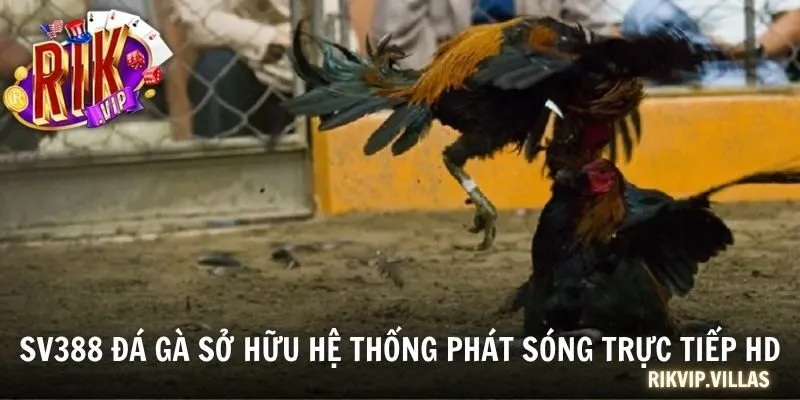 SV388 đá gà sở hữu hệ thống phát sóng trực tiếp HD