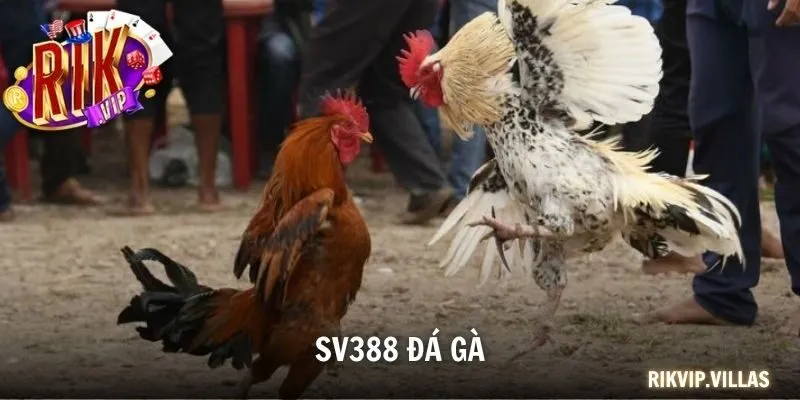 SV388 Đá Gà - Sảnh Đá Gà Trực Tuyến Hàng Đầu Tại RIKVIP SV388 đá gà