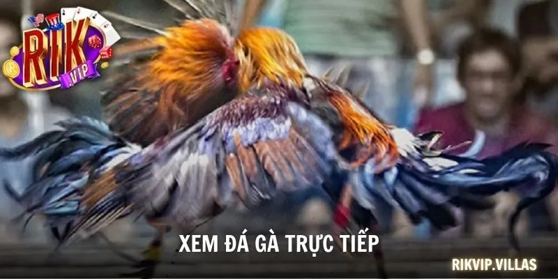 Xem Đá Gà Trực Tiếp Bình Luận Viên Số 1 Thomo Hôm Nay Xem đá gà trực tiếp