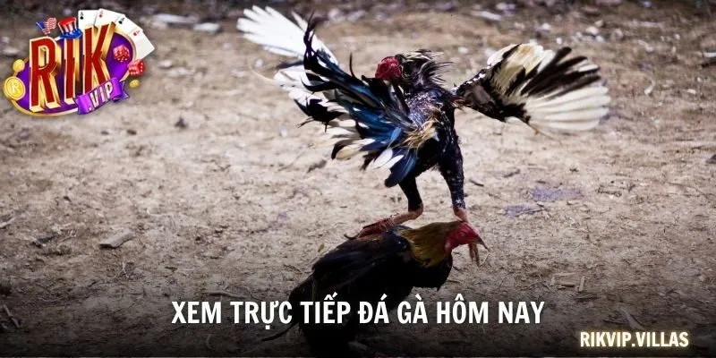 Xem Trực Tiếp Đá Gà Hôm Nay Và Cá Cược Cùng Cổng Game RIKVIP trực tiếp đá gà hôm nay
